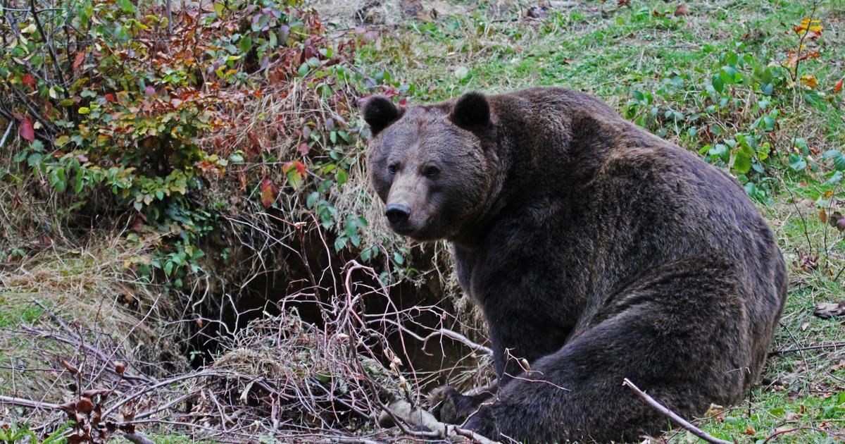 V parku kastiela Betliar sa objavil medved Zasahovy tim ho vyhnal z arealu