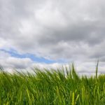 koniec minuleho tyzdna priniesol zrazky ktore na niektorych miestach zmiernili sucho