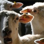 V dvoch chovoch malch prevavcov bola potvrden kliov encefalitda