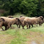 Ochrancovia a farmari vratili hospodarske zvierata na viac ako 115 lokalit