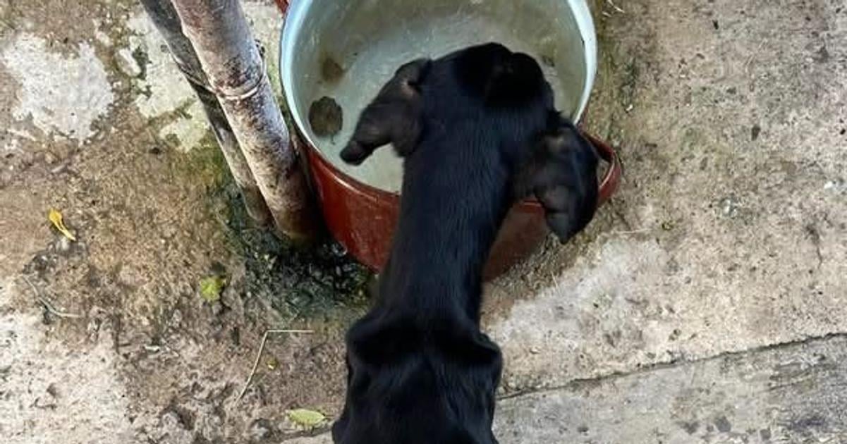 Nechal psa hladovat sud ho poslal do vezenia zubozen zviera zachranil majitel domu ktory si ho vsimol v okne