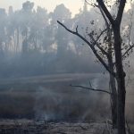 V belgickom prirodnom parku Hautes Fagnes zhorelo uz tritisc hektrov lesa