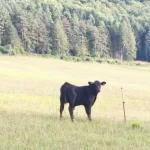 Hladové kravy vtrhli do záhrad, farmári museli konať ako nikdy predtým