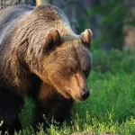 Medveď napadol seniornú ženu v Blatnici, hospitalizovali ju