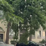 Na bratislavské auto spadol strom. Kto zaplatí škodu, keď vodič nemôže?