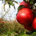Pestovateľom ovocia a zeleniny v EÚ komplikujú veľkí obchodníci a zložité predpisy