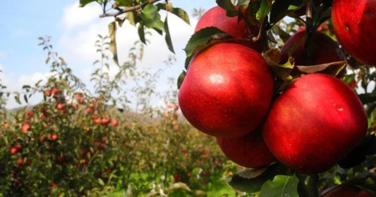 Pestovateľom ovocia a zeleniny v EÚ komplikujú veľkí obchodníci a zložité predpisy